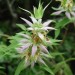 Horsemint